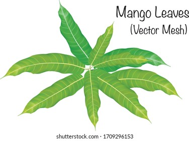 green mango leaves isolated on white background Vector illustration with mesh