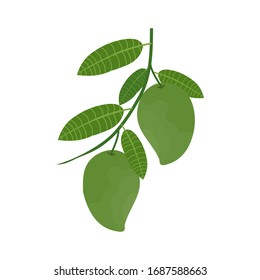 Green mangoes on tree branches with leaves, vector illustration for drinks, juice packaging, healthy menu brochures and packaging.