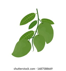 Mangos verdes sobre ramas arbóreas con hojas, ilustración vectorial para bebidas, envase de jugo, folletos de menú saludable y empaque.