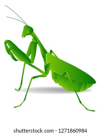 Green Mantis Isolated On White Background Graphic Vector