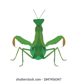 Mantis verde sobre fondo blanco. Dibujado en el estilo plano.