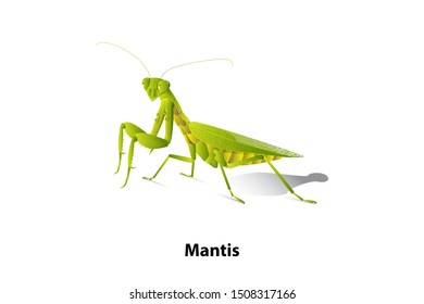 Green mantis rice on the white background,vector,isolated,Predator.