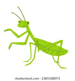 Green mantis vector flat style on white background. Vector illustration. Large predator insect. 