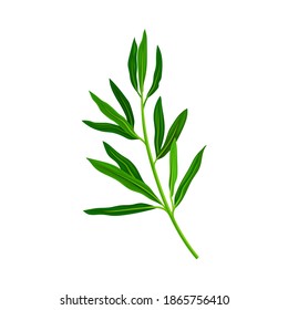 Green Manuka or Tea Tree Branch with Small Leaves with Spine Tip Vector Illustration