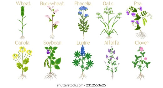 Green manure plants with flowers and roots on a white background.