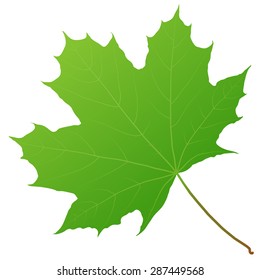 green maple leaf