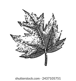 green maple leaf hand drawn. green fall, foliage ground canada maple leaf vector sketch. isolated black illustration