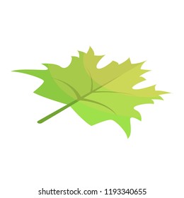 Green maple leaf icon. Isometric of green maple leaf vector icon for web design isolated on white background