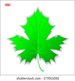 green maple leaf isolated on white background vector