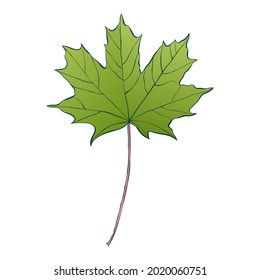 Green maple leaf isolated on white background. Simple cartoon flat style vector illustration.