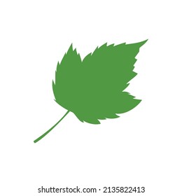Green maple leaf isolated on white background. Vector eps10 illustration