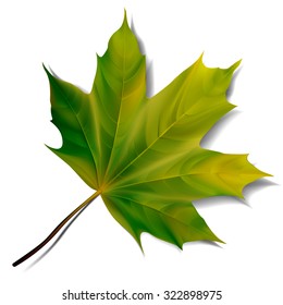 Green maple leaf isolated on white background. Vector eps10 illustration