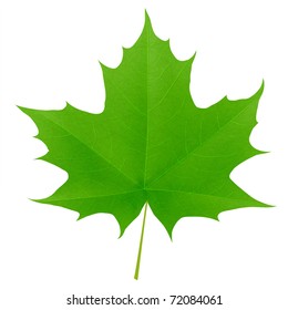 Green maple leaf isolated on white background. Vector eps10 illustration