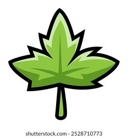 Green maple leaf on white background