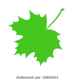 Green maple leaf on a white background.