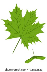 Green maple leaf and seeds isolated on white background. Vector illustration.