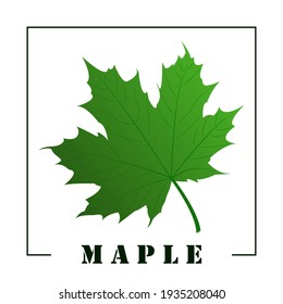 Green maple leaf and signature maple tree. Design element. Vector flat illustration.