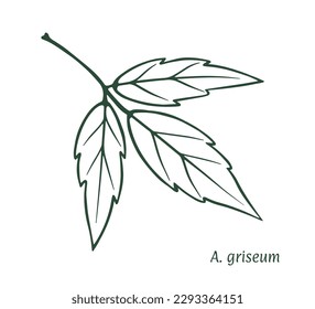 Green maple leaf. The sketch is drawn by hand, in ink with a pencil. Names in Latin. Acer griseum, grey. Isolated on white background. Vector.