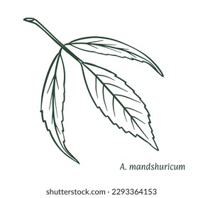 Green maple leaf. The sketch is drawn by hand, in ink with a pencil. Names in Latin. Acer мanchurian, mandshuricum. Isolated on white background. Vector.