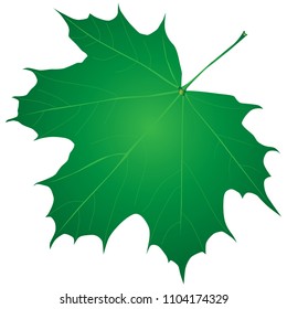 Green maple leaf - summer version. Vector illustration
