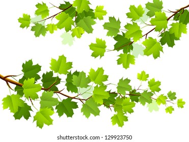 Green Maple Leaves