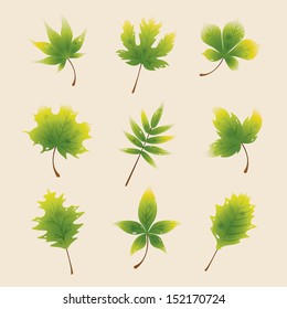 Green Maple Leaves