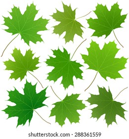 Green Maple Leaves