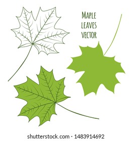 Green maple leaves isolated on white background. Vector illustration