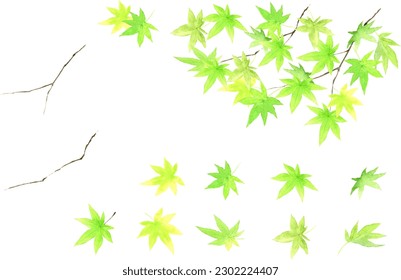 Green maple leaves vector illustration set painted by watercolor