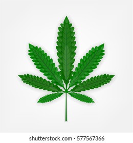 Green marijuana, hemp, cannabis leaf isolated on white background