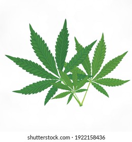 Green Marijuana Leaves. Medical Herbs On White Background. Vector EPS10 Illustration.