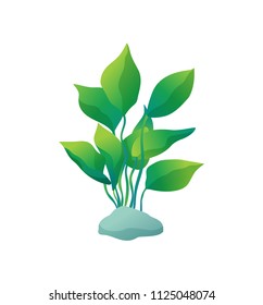 Green marine or decorative aquarium algae or seaweed with wide large leave on stone. Color cartoon vector maritime illustration isolated on white.