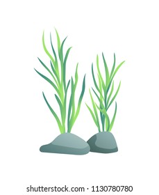 Green marine or decorative aquarium algae or seaweed with wide large leave on stone. Color cartoon vector maritime illustration isolated on white.