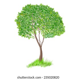 green marple tree on grass