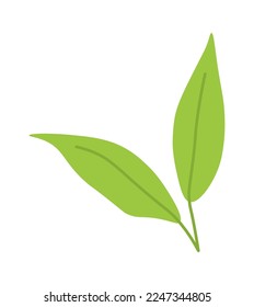 Green matcha leaves flat icon Plant. Vector illustration