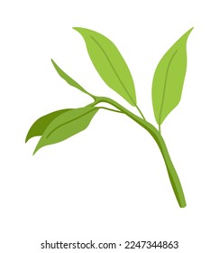 Green matcha leaves flat icon Plant. Vector illustration