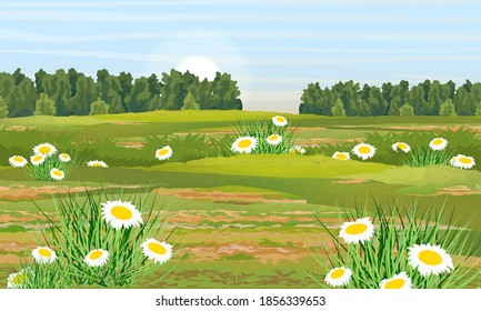 Green meadow with chamomiles and tall lush grass. Forest with deciduous trees on the horizon. Summer or spring realistic vector landscape