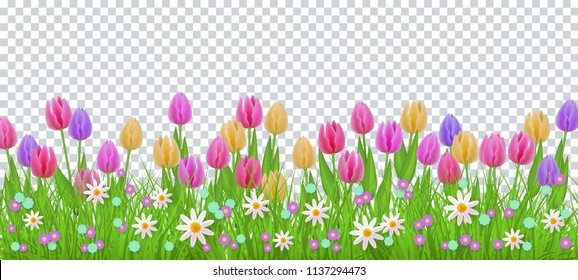 Green meadow grass, tulip daisy flowers border frame, template on transparent background. Spring summer sale template for retail poster and advertising design wtih text space. Vector illustration