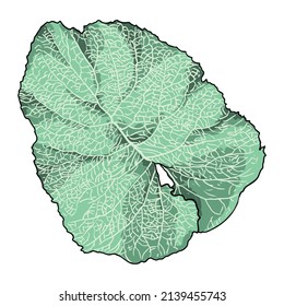Green medical plants leaf Burdock. Herb leaves. Common park plant. Vector. 