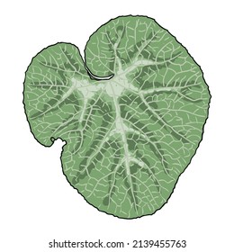Green medical plants leaf Burdock. Herb leaves. Common park plant. Vector. 