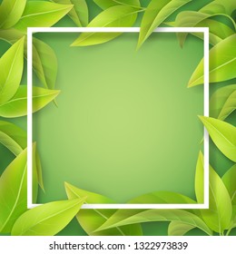 Green mellow leaves and white frame. Detailed leaf of a tea plant or tree. Background for spring seasonal invitation card.