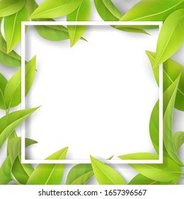 Green mellow leaves and white frame. Detailed leaf of a tea plant or tree. Background for spring seasonal invitation card.