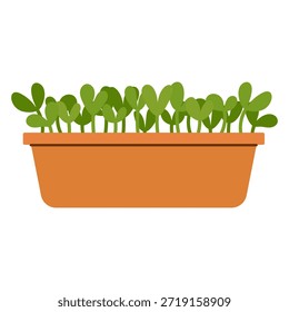 Microverdes que crescem em um recipiente de plástico longo