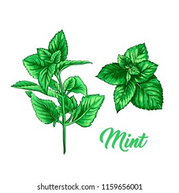 Green Mint Branch Set. Tea Herb Theme. Isolated Hand Painted Realistic Drawing Illustration of Peppermint or Spearmint Botany Plant. Herbal Medicine and Aromatherapy Design on the White Background
