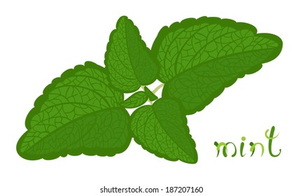 Green Mint. Illustration of twig with fresh mint leaves. Cartoon aromatic herb. Clip art with cute title text. Isolated on white background. Vector file is EPS8, all elements are grouped.