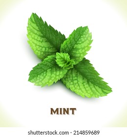 Green mint leaf isolated on white background vector illustration