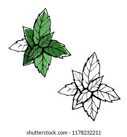 Green mint leaf. Openwork leaf isolated on white background. Beautiful vector illustration. The natural element. eps10