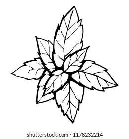 Green mint leaf. Openwork leaf isolated on white background. Beautiful vector illustration. The natural element. eps10