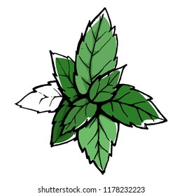 Green mint leaf. Openwork leaf isolated on white background. Beautiful vector illustration. The natural element. eps10