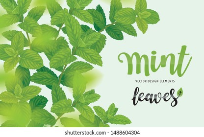 Green mint leaves on background template. Vector set of herbal element for advertising, packaging design, greeting card and fashion design.